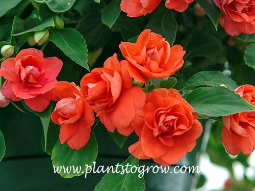 Fiesta Orange Impatiens